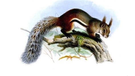 Killer Squirrel has World's Bushiest Tail | IFLScience