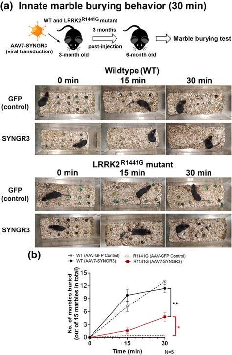 In Vivo Overexpression Of Synaptogyrin Promotes Striatal Synaptic