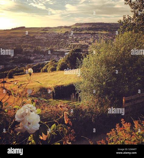White Rose Of Yorkshire Stock Photo Alamy