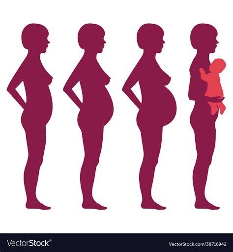 Pregnancy stages Royalty Free Vector Image - VectorStock