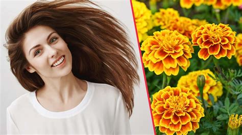 Marigold Flower Health Benefits Best Flower Site