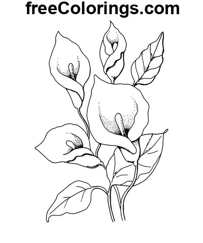 Excellents lys Calla Coloriages gratuits à imprimer