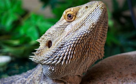 Bearded Dragon Wallpaper (50+ pictures) - WallpaperSet
