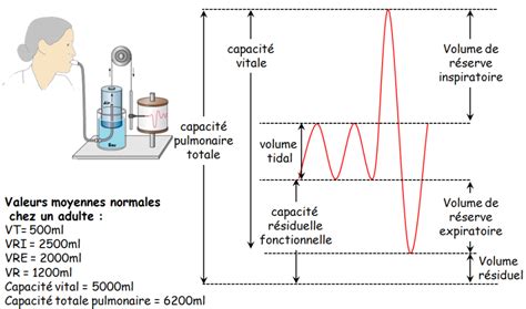 Découvrir 87 imagen ventilation pulmonaire formule fr thptnganamst