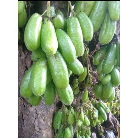 Jual Belimbing Wuluh 500Gram Segar Belimbing Wuluh 1 2KG Fresh