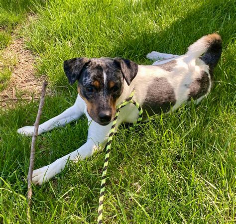 Hendricks County Humane... - Hendricks County Humane Society