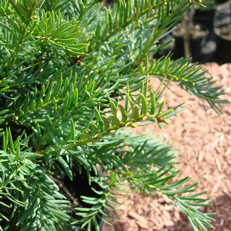 Taxus Baccata Repandens Kisseneibe Online Kaufen