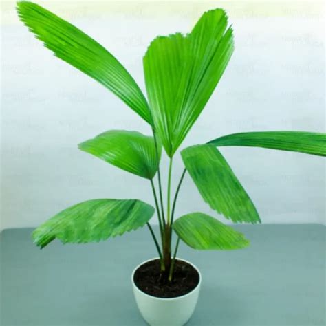 Pack of Beautiful Foliage Plant, Houseplant - Nursery Nisarga