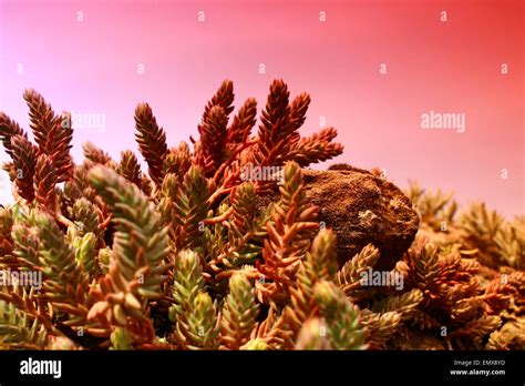 world stock photo alamy