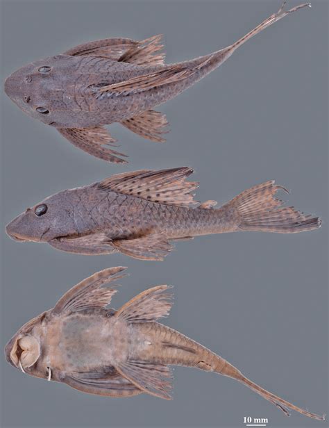 hypostomus plecostomus suriname mapana creek tributary