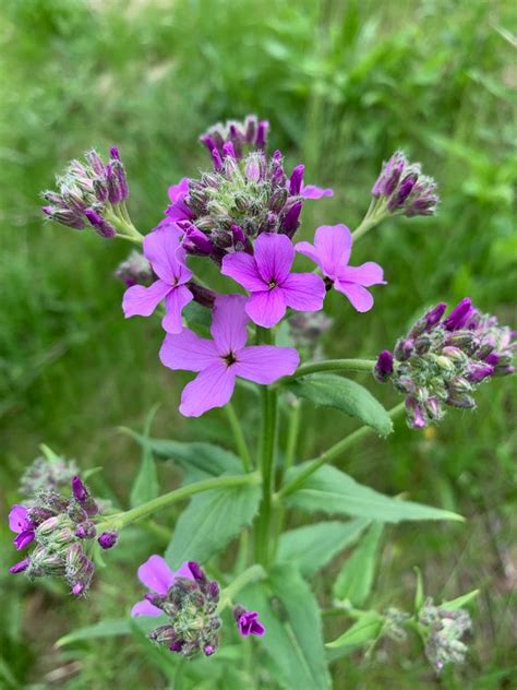 4 Petal Purple Flower Best Flower Site