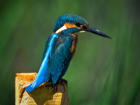 Common Kingfisher Alcedo Atthis Eisvogel Camargue 2010 Sonja