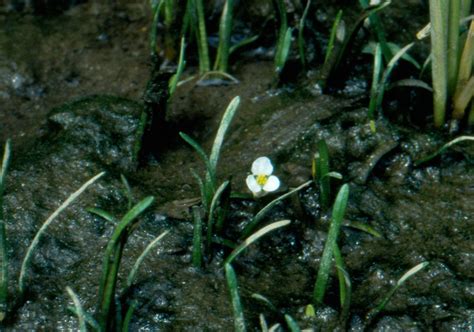 Sagittaria Subulata Awl Leaved Arrowhead Go Botany