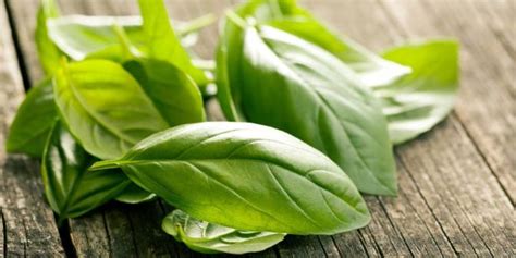 10 Health Benefits of Basil Leaves – FitOlympia