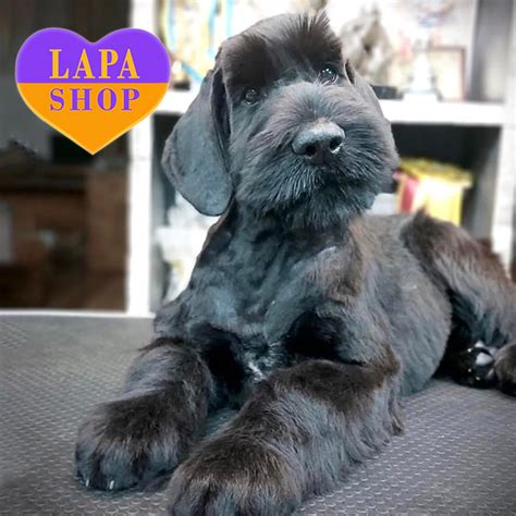 Мила дівчинка Валетта породи різеншнауцер з чудовим родоводом | Lapa.shop