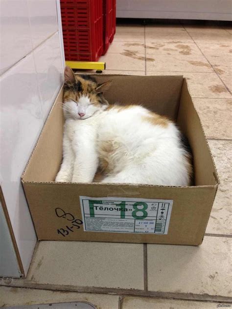 Телочка. 18+ | Пикабу