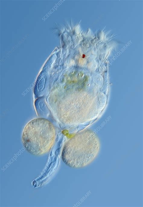 Freshwater Rotifer Stock Image C0086591 Science Photo Library