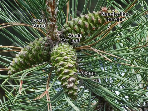 Pinus Nigra Black Pine Strobilus Strobili Pinus Nigra Black Pine