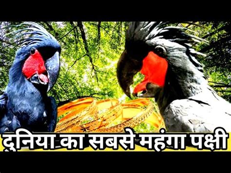 दनय क सबस महग पकष ह बलक पम ककट Black Palm Cockatoo