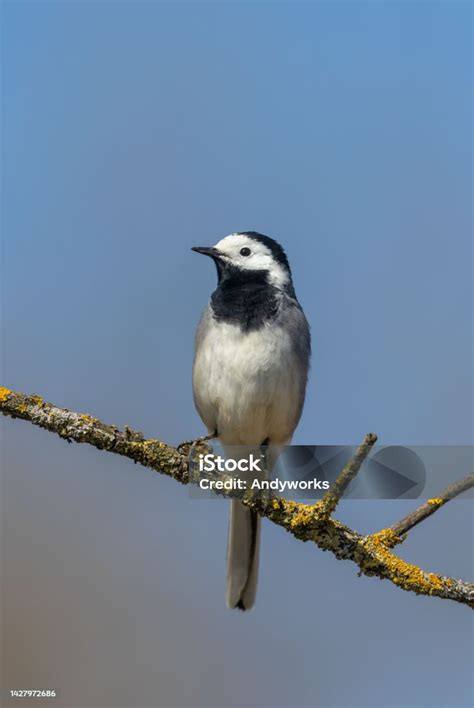White Wagtail Stock Photo Download Image Now White Wagtail Animal