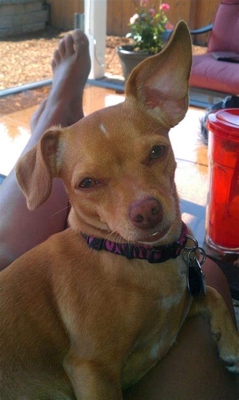 May May | Doggy, Pitbulls, Dogs
