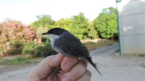 El Parque del Alamillo celebra este domingo el Día Mundial de las Aves