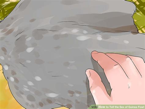 Ways To Tell The Sex Of Guinea Fowl WikiHow