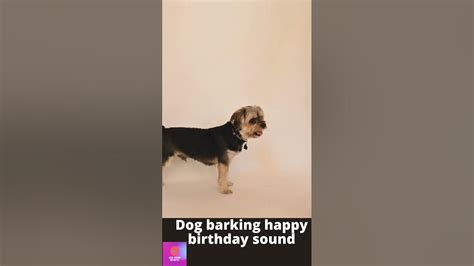 Dog 🐕 Barking Happy Birthday Sound Youtube