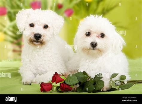 Bolonka Zwetna dog Stock Photo - Alamy