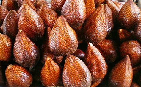 Jual Bibit Salak Pondoh Bibit Salak Madu Bibit Salak Jantan Manfaat