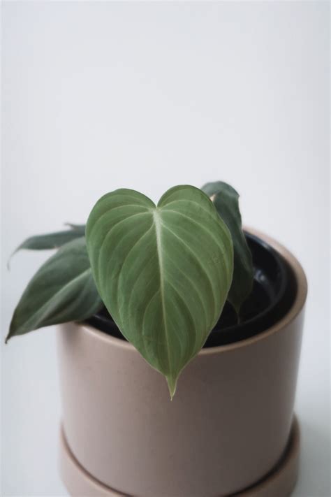 Philodendron White Knight - Foliage & Vine
