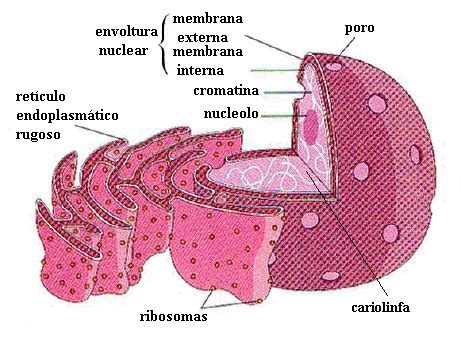 Diagrama tridimensional de núcleo y RE | Notas de enfermería, Dibujos