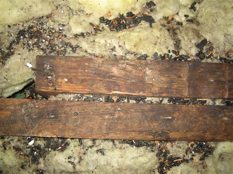 Wildlife Photograph Rat Feces In Attic