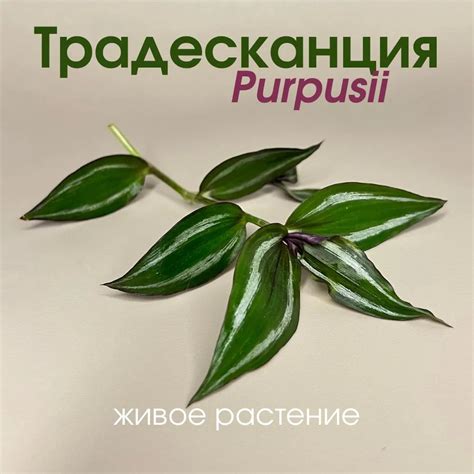 Традесканция Пурпуза: описание сорта, характеристики, особенности ...