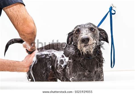 Anal Gland Expression Images Stock Photos D Objects Vectors Shutterstock