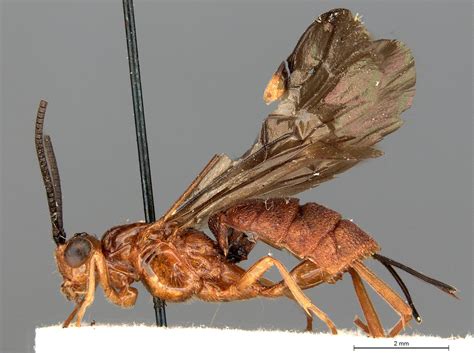 Soter - WaspWeb
