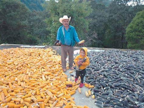 Guerrero centro de origen de maíces nativos y biodiversidad La