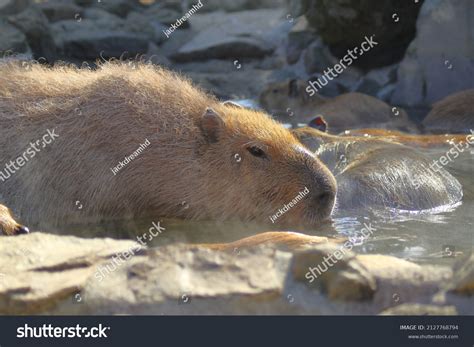 Happy Capybaras Enjoying Hot Spring Stock Photo Shutterstock