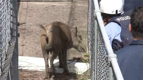 イノシシの目撃相次ぐ 緊迫の捕獲 長野（2018年8月18日掲載）｜日テレnews Nnn