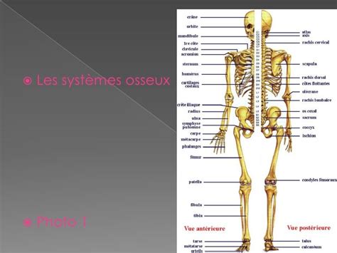 Système Musculaire Et Osseux