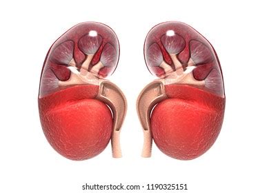 Human Kidney Cross Section 3d Render 스톡 일러스트 1190325148 Shutterstock