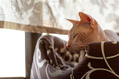 Sphinx Indoors Bald Cat In The Bedroom Hairless Cat Naked Cat Stock Photo Image Of Breed