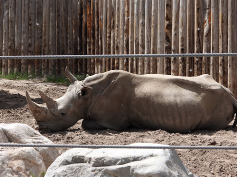 Rhino Zoo Free Photo On Pixabay Pixabay