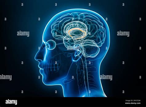 Xray Lateral Or Profile View Of The Fornix 3d Rendering Illustration