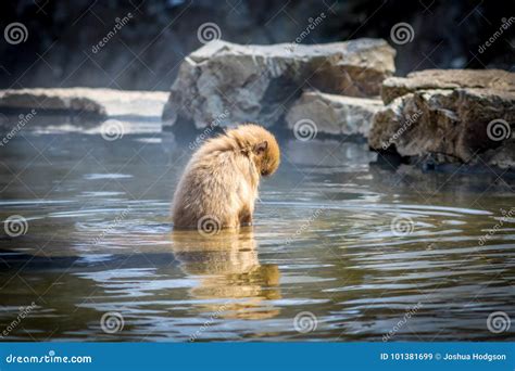 Baby Monkey In Hot Spring Stock Image Image Of Cercopithecidae