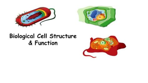 Cell Structure and function.pptx