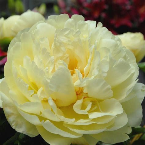 Peony 'Lemon Chiffon' | White Flower Farm