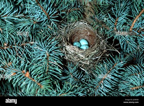 Chipping Sparrow Spizella Passerina Nest With Three Eggs Illinois