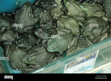Supermarket China Frog Hi Res Stock Photography And Images Alamy