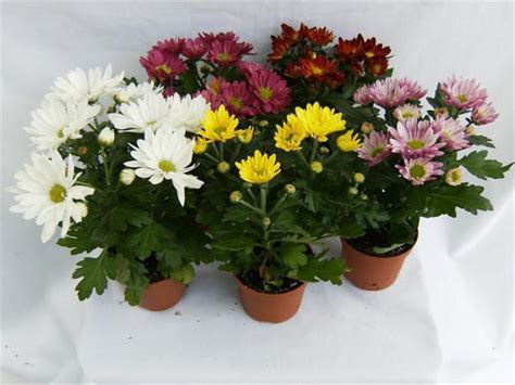Хризантема индийская смесь выращивание из семян
